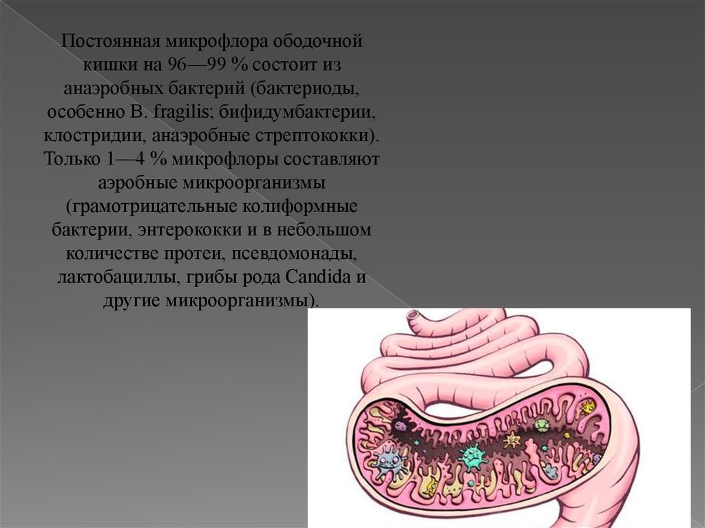 Постоянная микрофлора. Микробные тела в желудке. Анаэробные бактерии в пищеварительной системе лошадей.