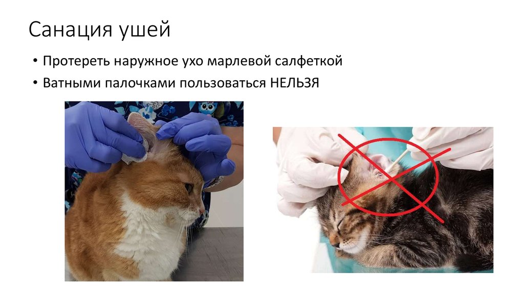 Санация форум