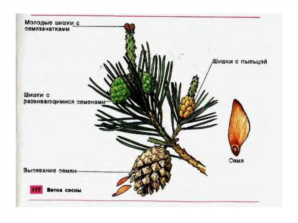 Женская шишка 2 года. Строение хвои голосеменных растений. Строение шишек голосеменных растений. Строение ветки сосны. Голосеменные растения строение рисунок.