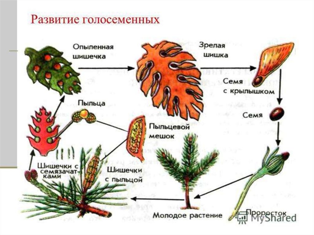 Рисунок цикл развития голосеменных растений