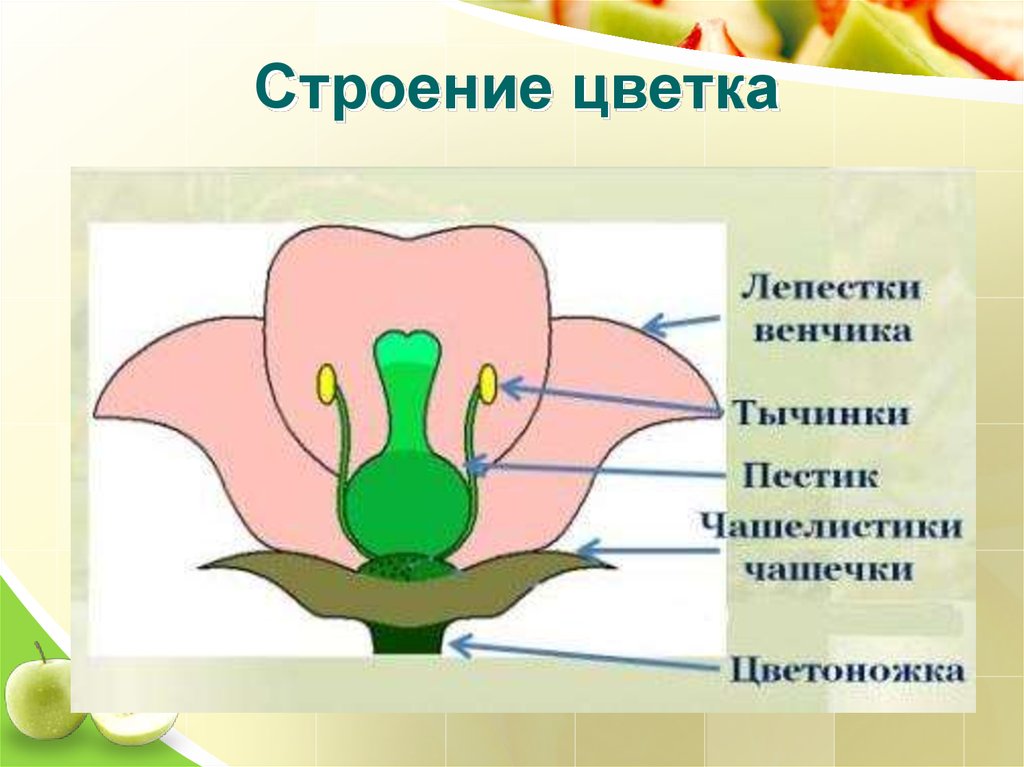 Цветок венчик зародыш какое понятие следует вписать. Чашелистики пестик тычинки венчик. Схема строения цветка пестик. Строение цветоложе. Строение цветка венчик.