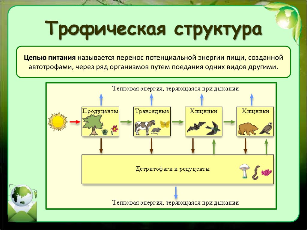 Дайте определение пищевой цепи. 11 Класс биология трофическая структура. Структура трофической цепи. Ципи питания графические цепи. Трофические уровни экосистемы биология.