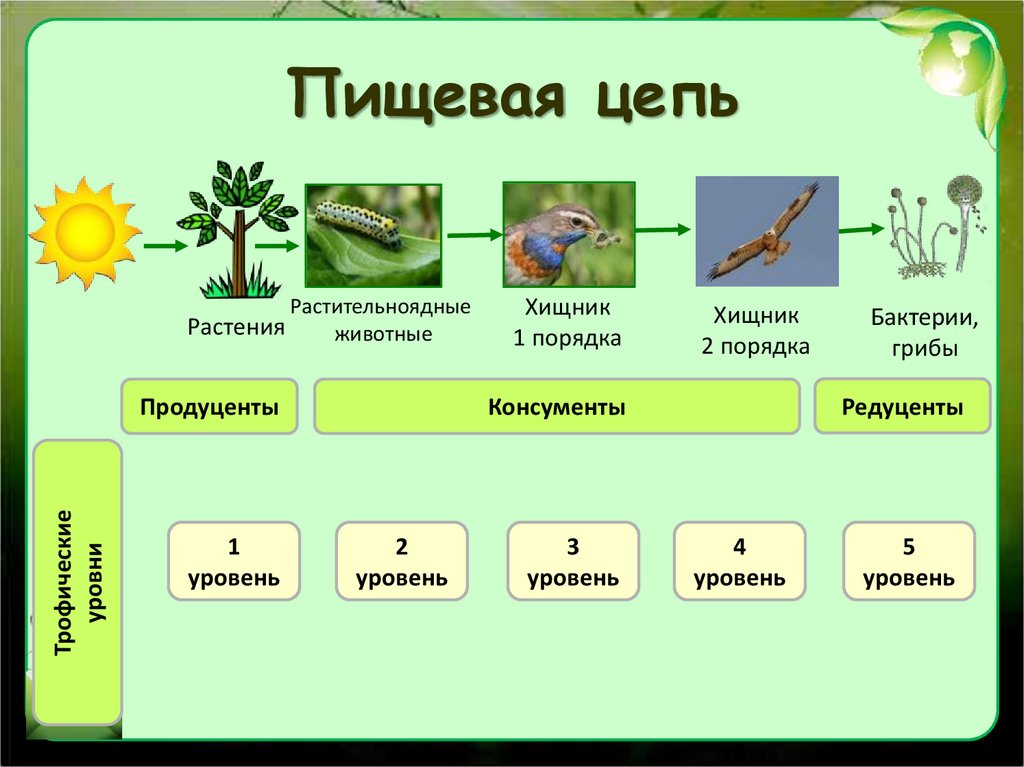 По каким группам распределены сообщества дополни схему напиши названия групп сад поле лес болото