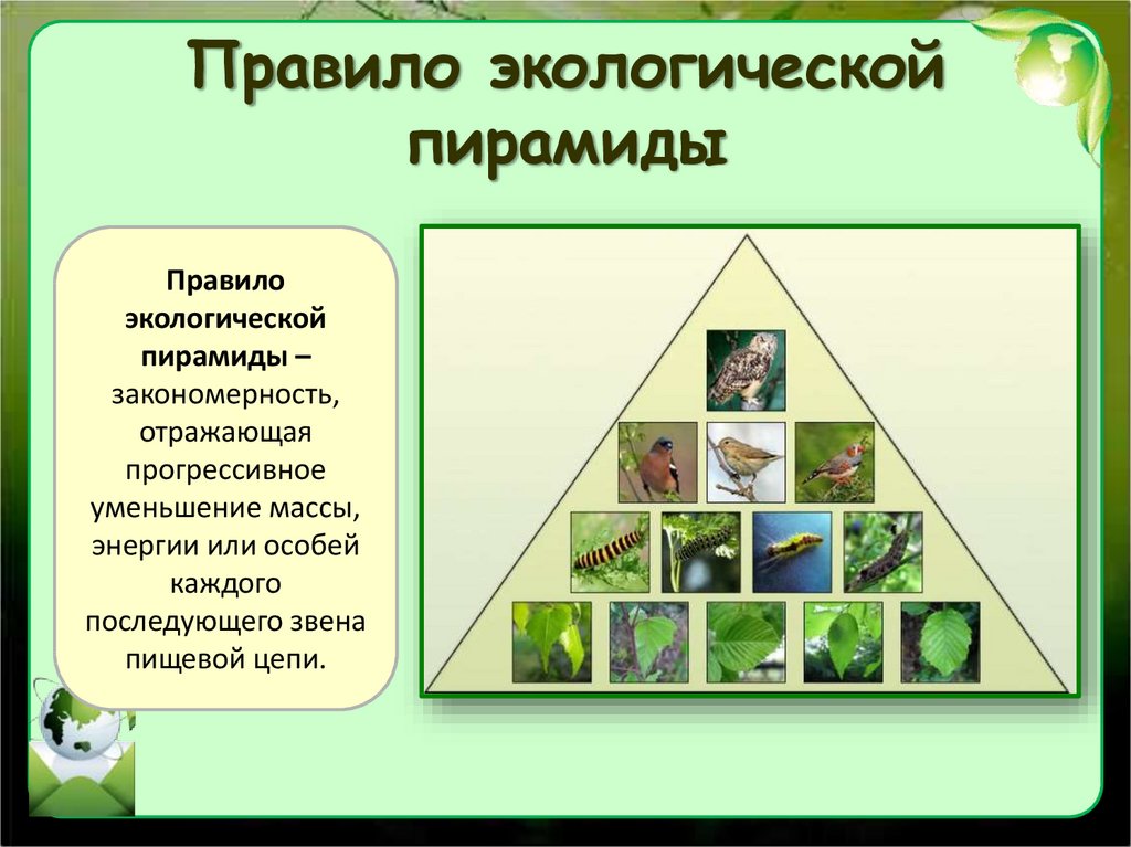 Экологическое сообщество презентация