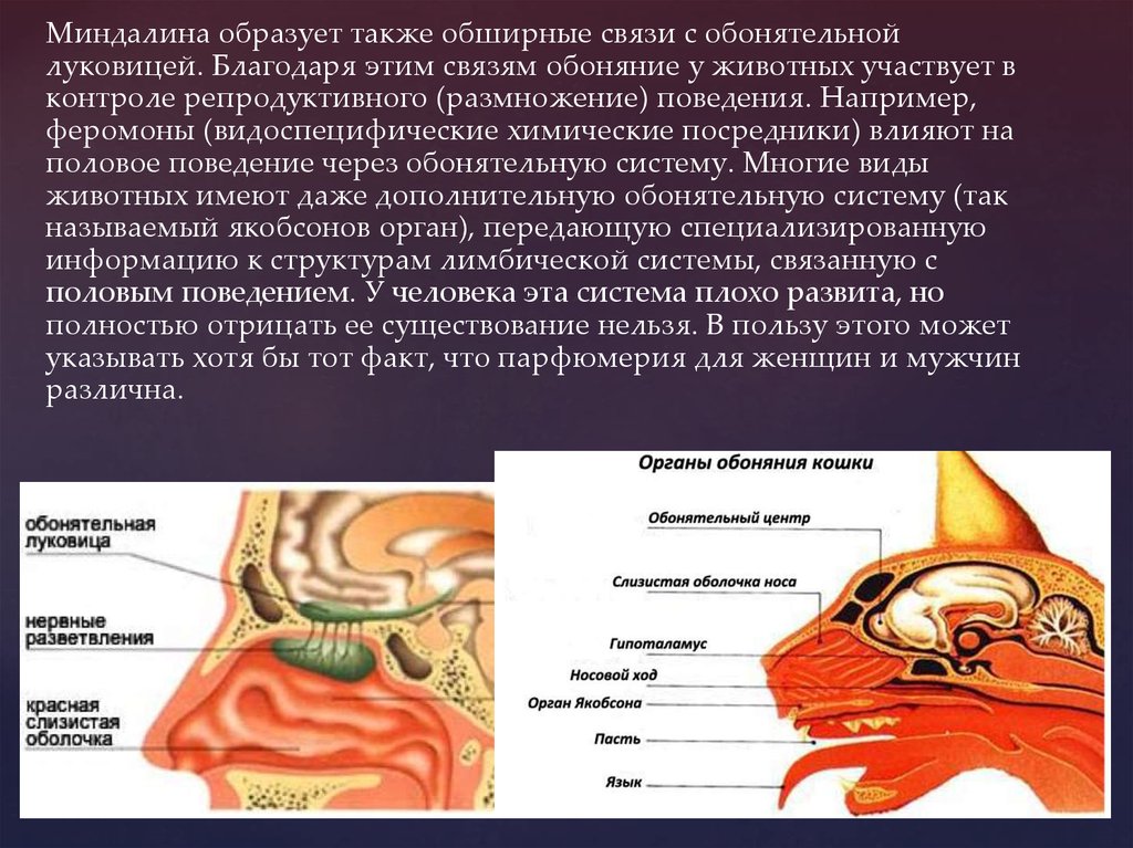 Обонятельные особенности