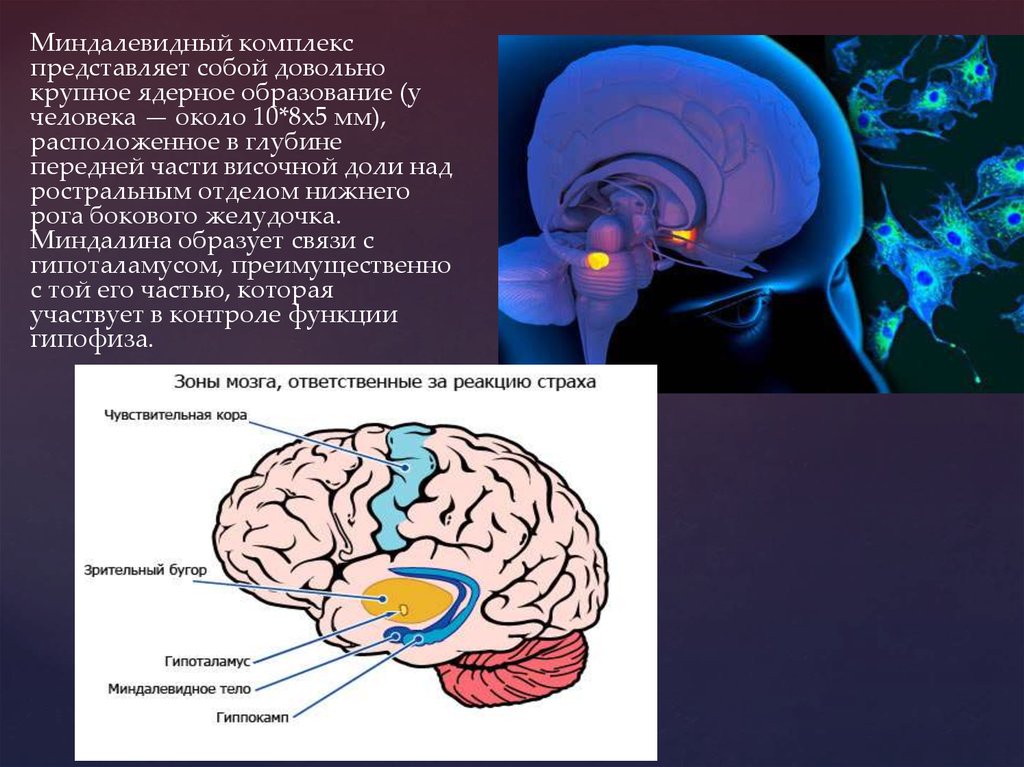 Представляет собой комплекс. Функции миндалевидного ядра головного мозга. Миндалевидные доли головного мозга. Строение головного мозга миндалевидное тело. Гипоталамус миндалевидное тело.