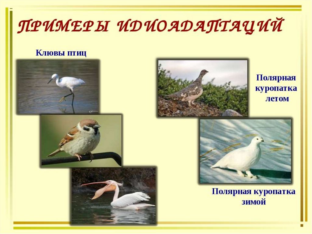 Птицы примеры. Идиоадаптация птиц. Идиоадаптации водоплавающих птиц. Идиоадаптация у птиц примеры. Аллогенез птиц.