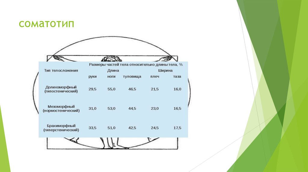Соматотип. МЕЗОСОМАТИК. Макросоматотип.