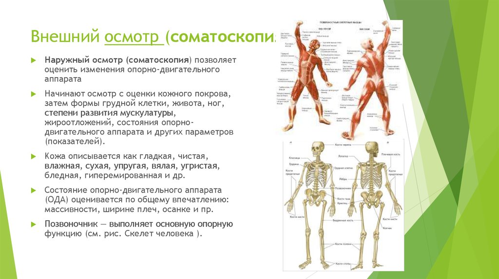 Наружный осмотр. Наружный осмотр соматоскопия. Соматоскопический (визуальный осмотр). Соматоскопические методы обследования. Соматоскопия осанки.