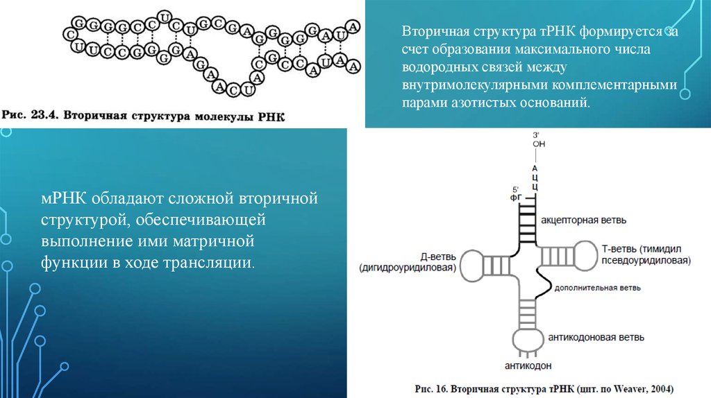 Молекулы рнк имеют структуру. Первичная вторичная и третичная структура ТРНК. Вторичная структура структура РНК. Строение вторичной структуры ТРНК. Первичная структура матричной РНК.