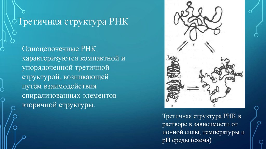 Осколок третичной эпохи джек лондон. Третичная структура РНК. Третичная структура волоса. Структурная организация РНК. Третичная структура РНК В зависимости от ионной силы.