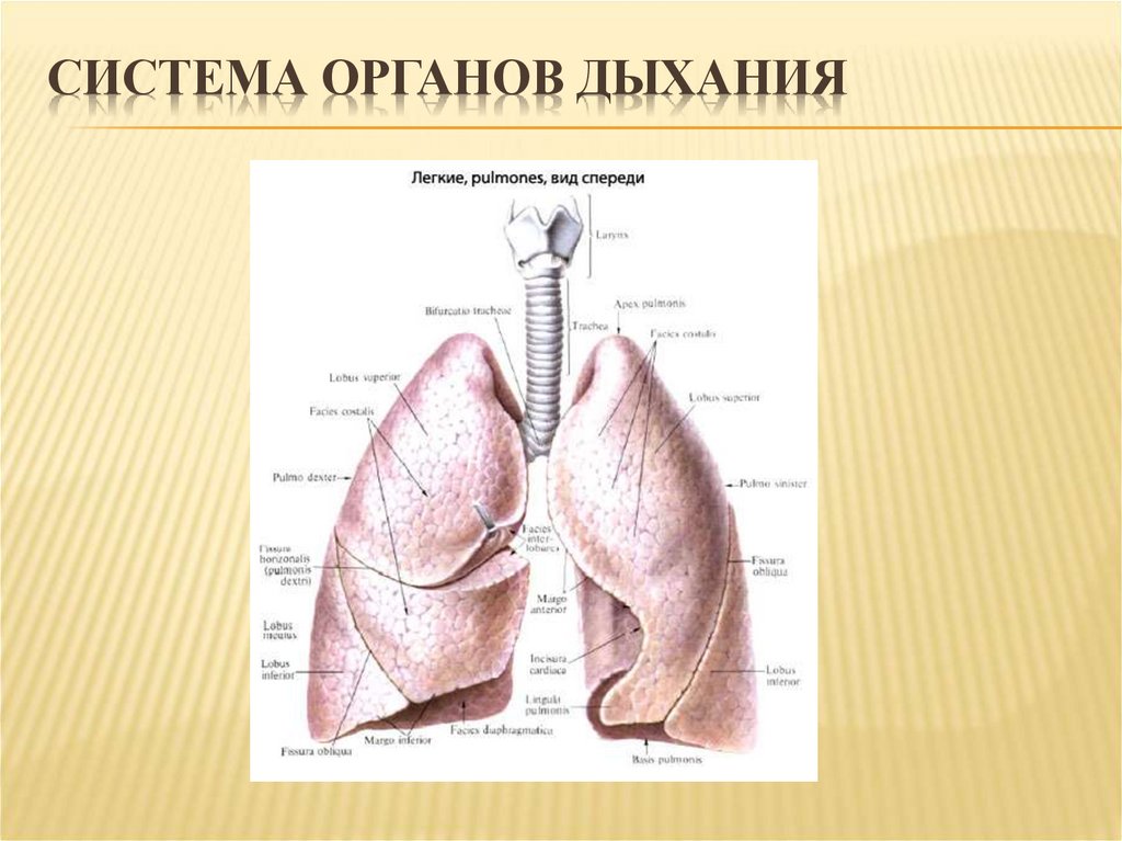 Легочное дыхание строение. Дыхательная система анатомия с подписями. Строение органов дыхательной системы. Дыхательная система легкие строение. Строение органов дыхательной системы легкие.