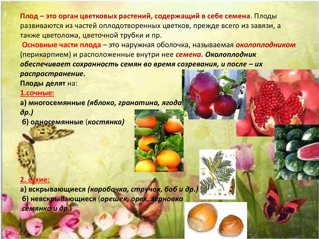 Какое значение плодов. Плоды растений. Плоды цветковых растений. Плоды растений разнообразие. Плоды и семена растений.