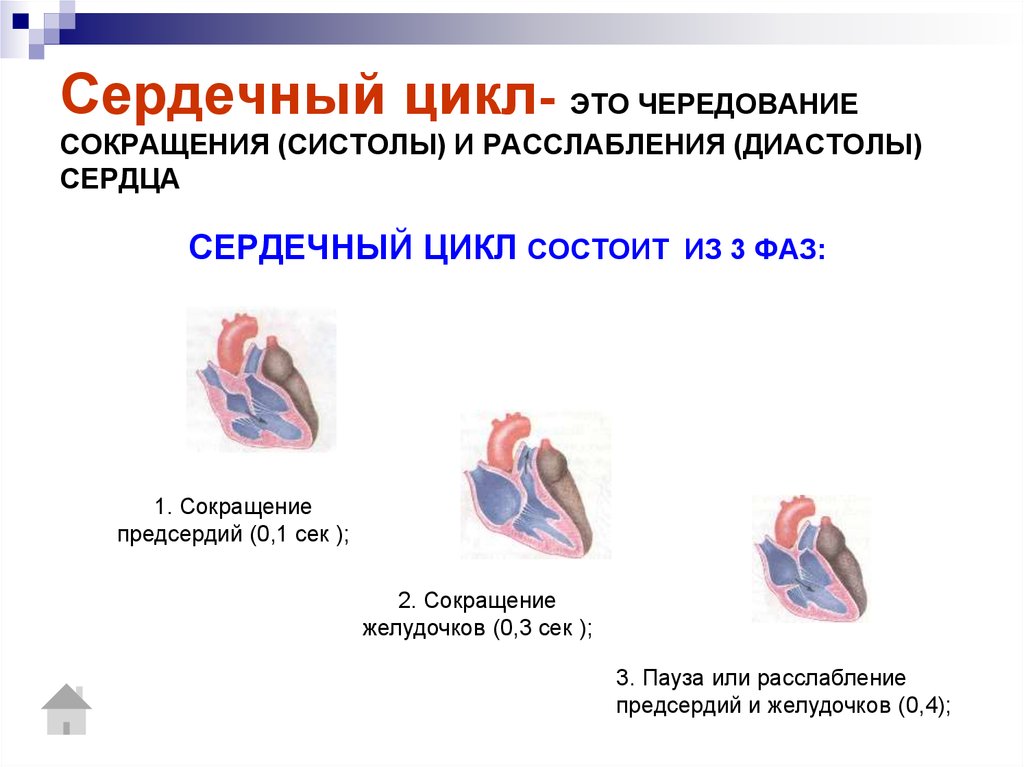 Как изменяется сердечный цикл во время физической. Систола желудочков предсердий и диастола. Цикл сердечной деятельности схема. Систолы желудочков сердечного цикла. Фазы сердечного цикла сокращение предсердий.