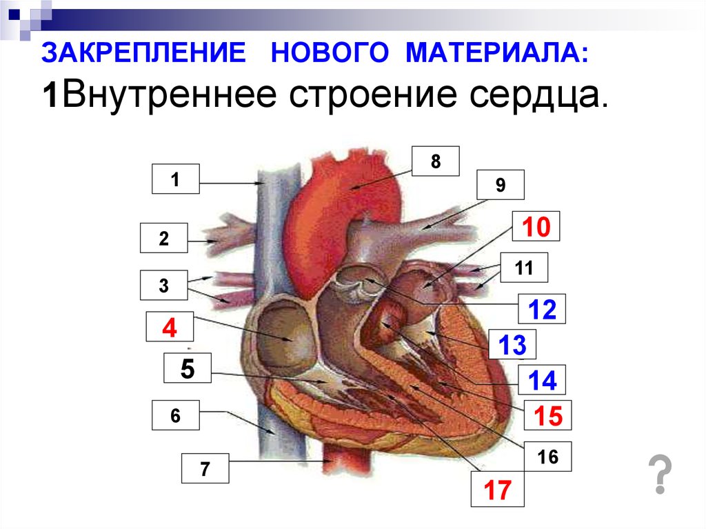 Биология строение сердца. Сердце 8 класс. Внутреннее строение сердца. Строение сердца человека ОГЭ. Строение сердца 8 класс.