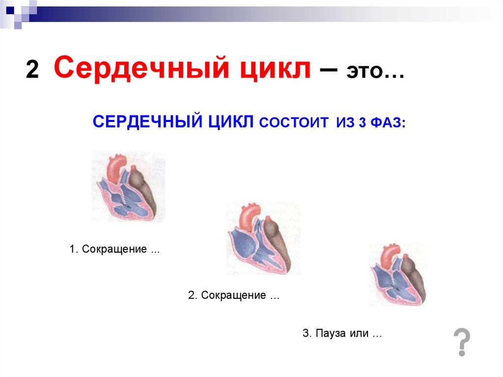 Рассмотрите рисунок с изображением фазы сердечного цикла