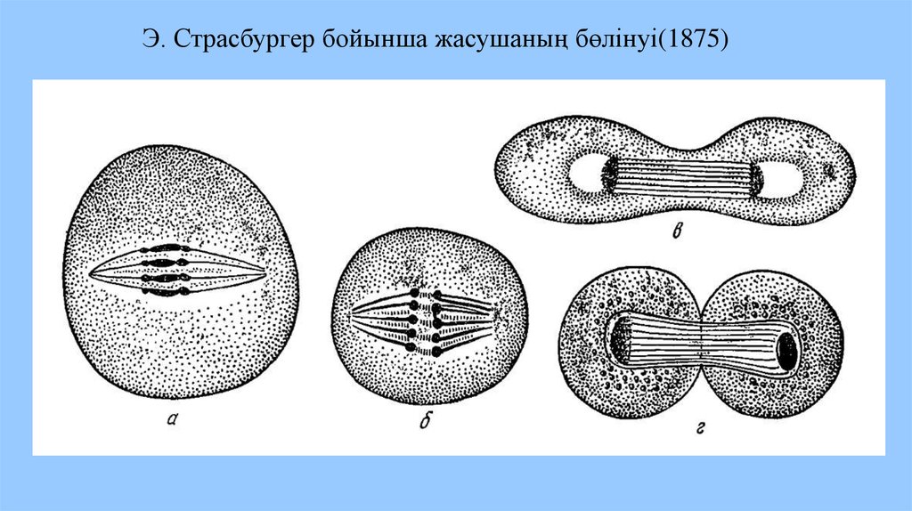 Деление клеток прокариот