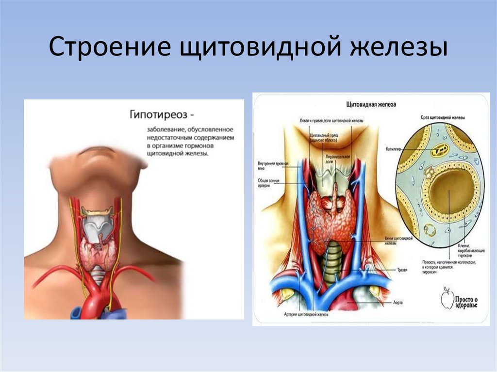 Нормальная функция щитовидной железы. Щитовидная железа строение и функции. Щитовидная железа наружное строение. Щитовидная железа строение анатомия. Щитовидная железа строение и функции физиология человека.
