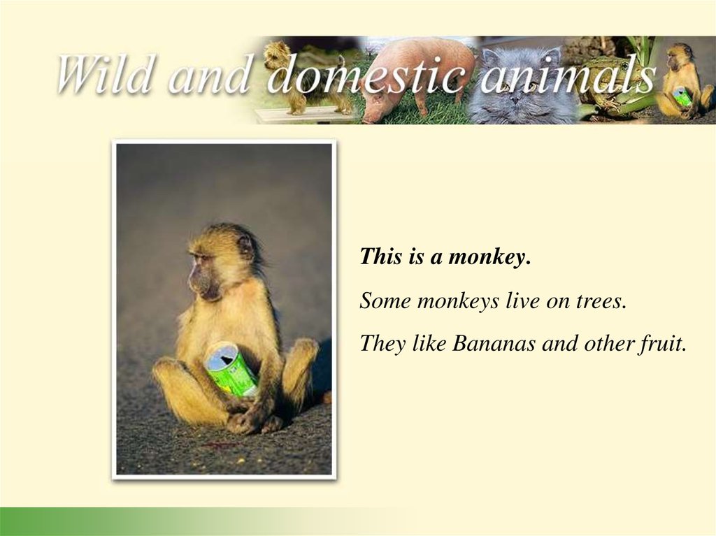 Wild and domestic animals - online presentation