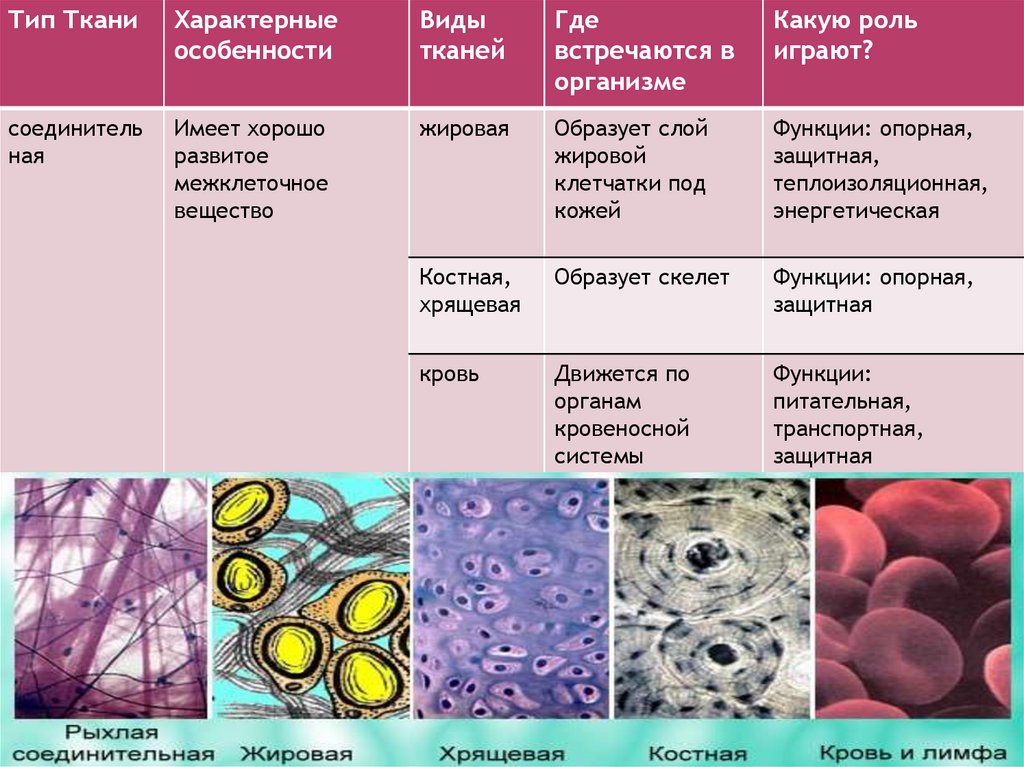 Соединительная ткань человека таблица. Таблица строение тканей животной клетки. Ткани человека. Лабораторная работа изучение микроскопического строения тканей. Ткани человека биология.