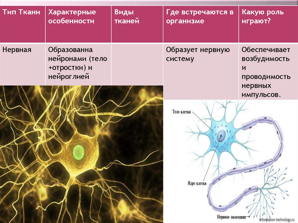 Особенности строения нервных клеток. Тип и виды нервной ткани таблица. Ткани организма человека. Нервная ткань: строение и функции.. Тип клеток нервной ткани в организме человека. Строение нервной ткани животных.