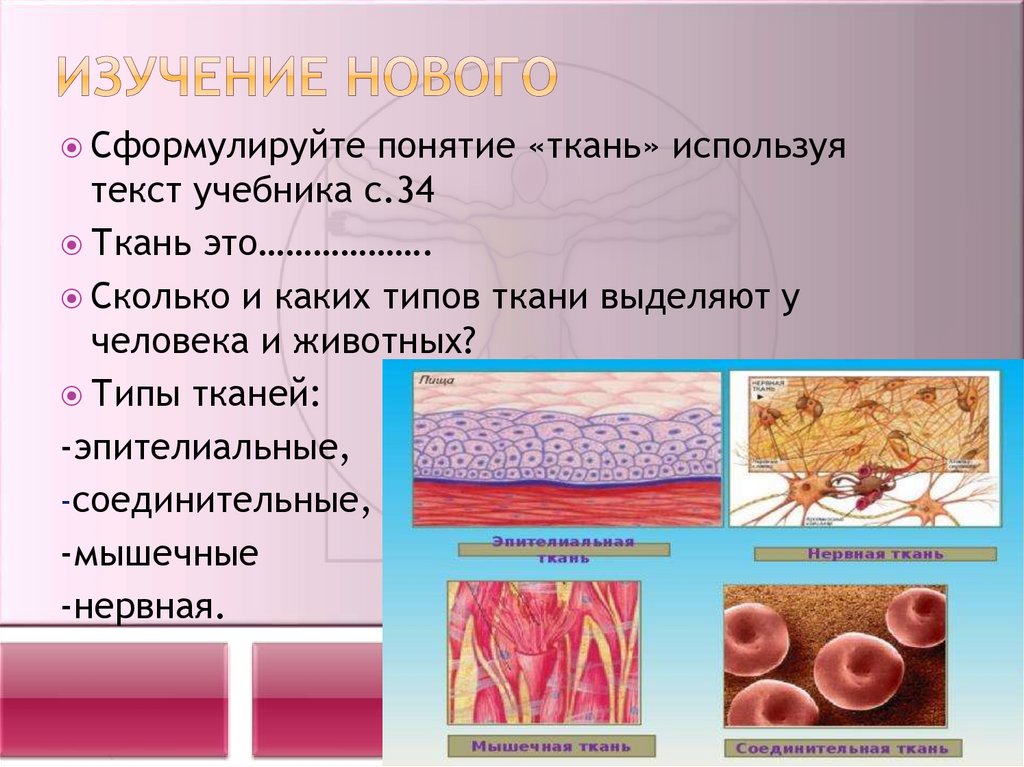 Дайте понятие ткани. Ткани человека. Мышечная соединительная ткань. Ткани человеческого организма. Микроскопическое строение тканей.