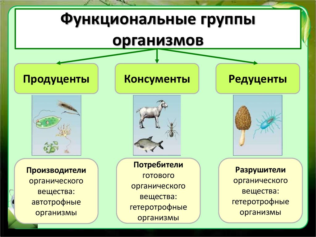 Функциональные группы организмов