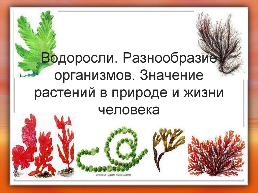 Презентация водоросли их разнообразие и значение в природе