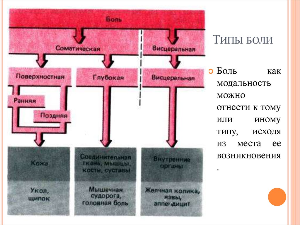 Висцеральный анализатор презентация