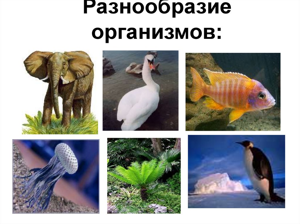 Различные организмы