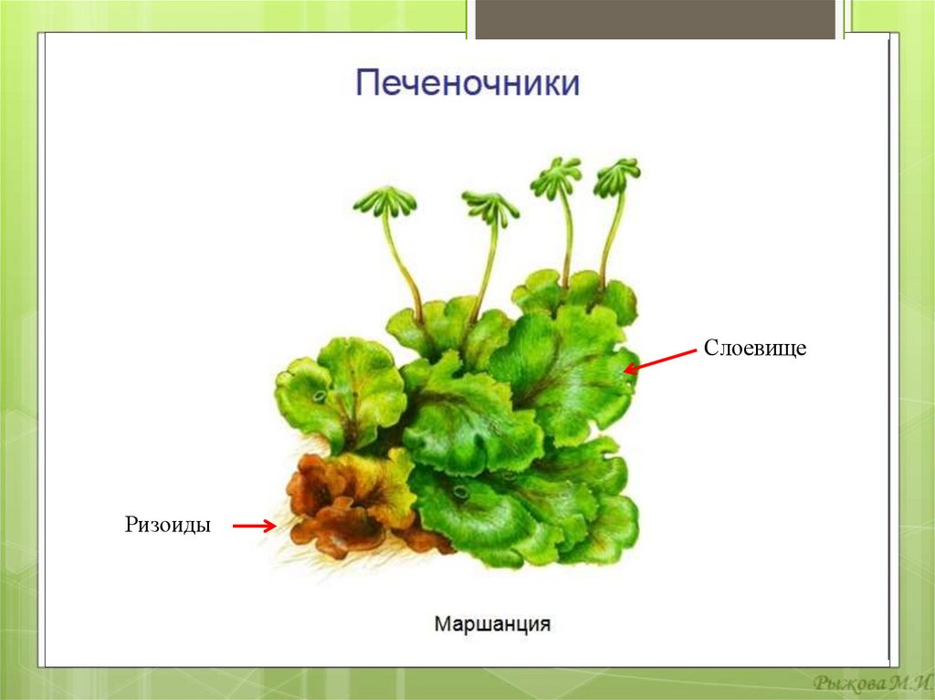 Мхи печеночники рисунок