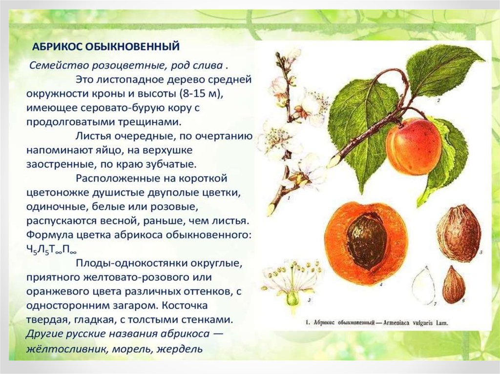 Род плодовых. Абрикос способ распространения плодов. Абрикос характеристика плода. Семейство Розоцветные абрикос. Абрикос деревья с ягодами.