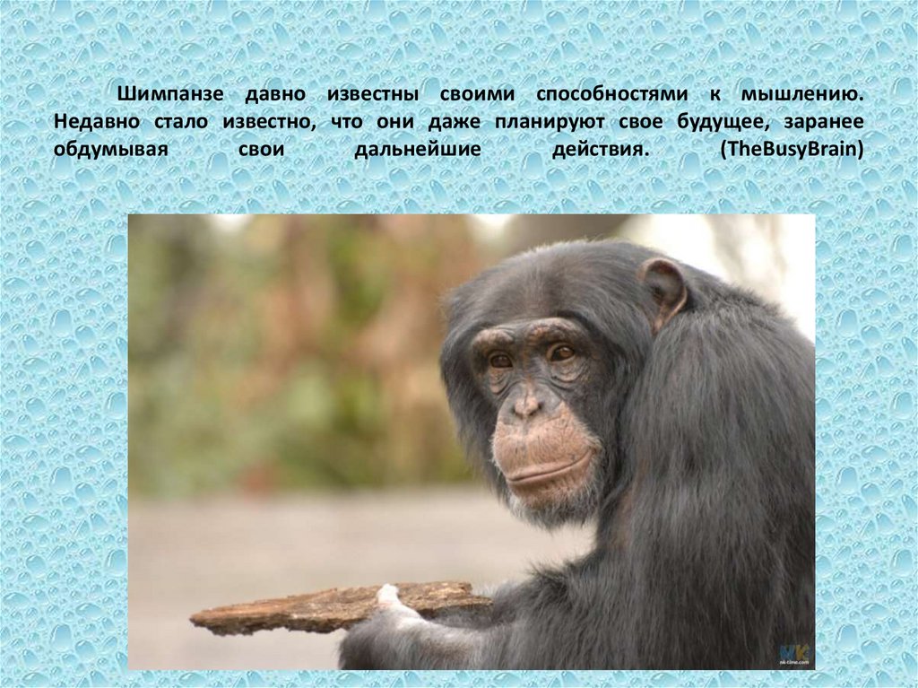 Издавна поражают людей некоторые способности животных. Самые умные животные на земле. Шимпанзе самое умное животное. Факты о шимпанзе. Шимпанзе презентация.