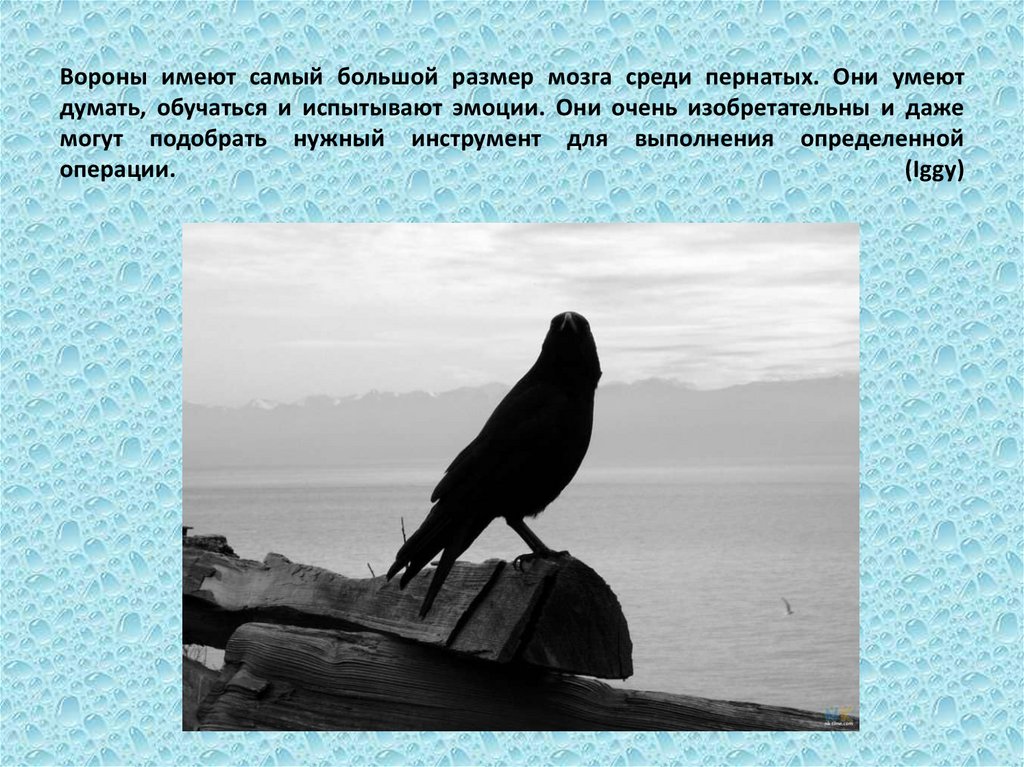 Ворона умная ли птица. Вороны самые умные птицы. Размер ворона. Самый большой размер вороны. Ворона умное животное.