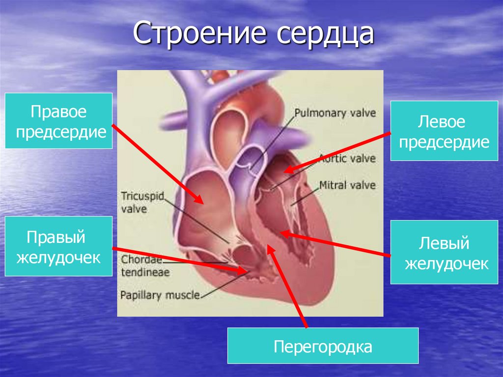 Правое предсердие отделено от правого желудочка. Строение предсердий сердца. Строение сердца желудочки предсердия. Строение левого желудочка сердца. Правое предсердие.