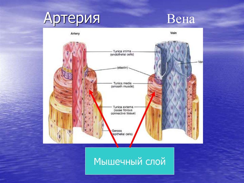 Мышечный слой артерий и вен. Разница артерий и вен.