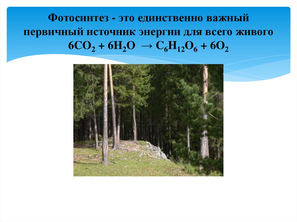 Фотосинтез - это единственно важный первичный источник энергии для всего живого 6CO2 + 6H2O → C6H12O6 + 6O2