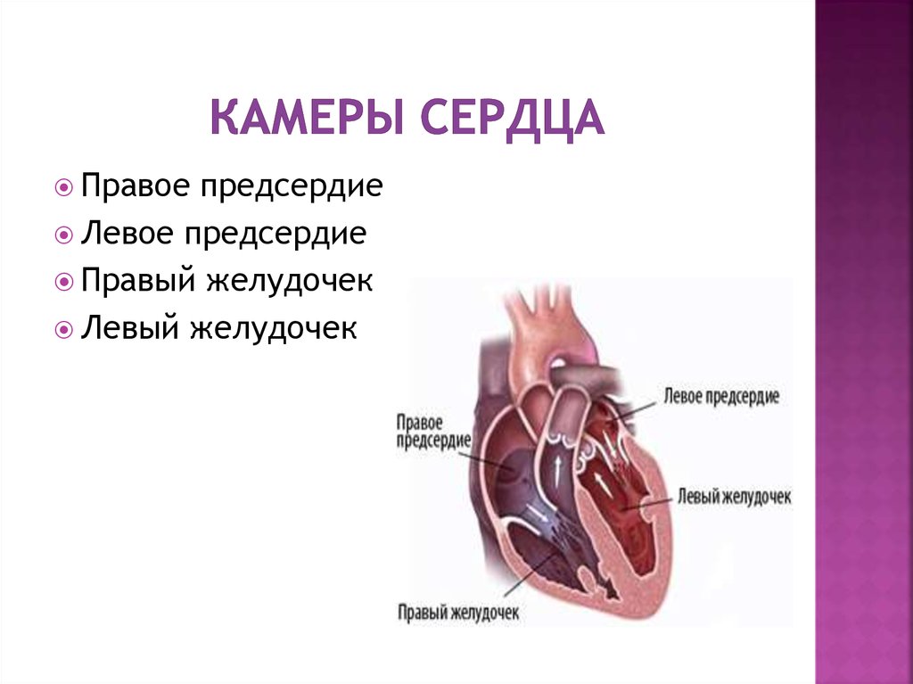 Правое предсердие отделено от правого желудочка. Камеры сердца. Камеры сердца человека. Наименование камер сердца. Строение сердца человека.