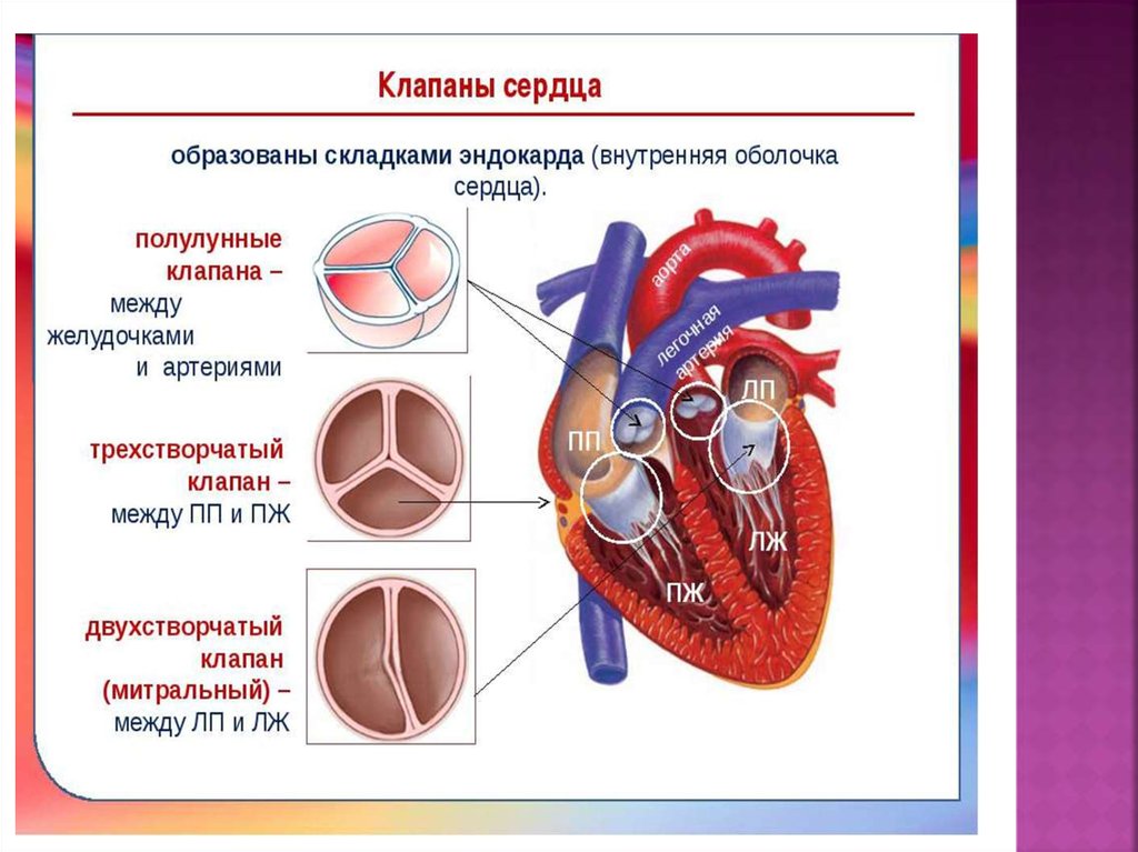 Несет кровь к предсердию. Клапаны сердца человека анатомия. Где находятся клапаны сердца. Строение клапанов сердца. Строение сердца трехстворчатый клапан.