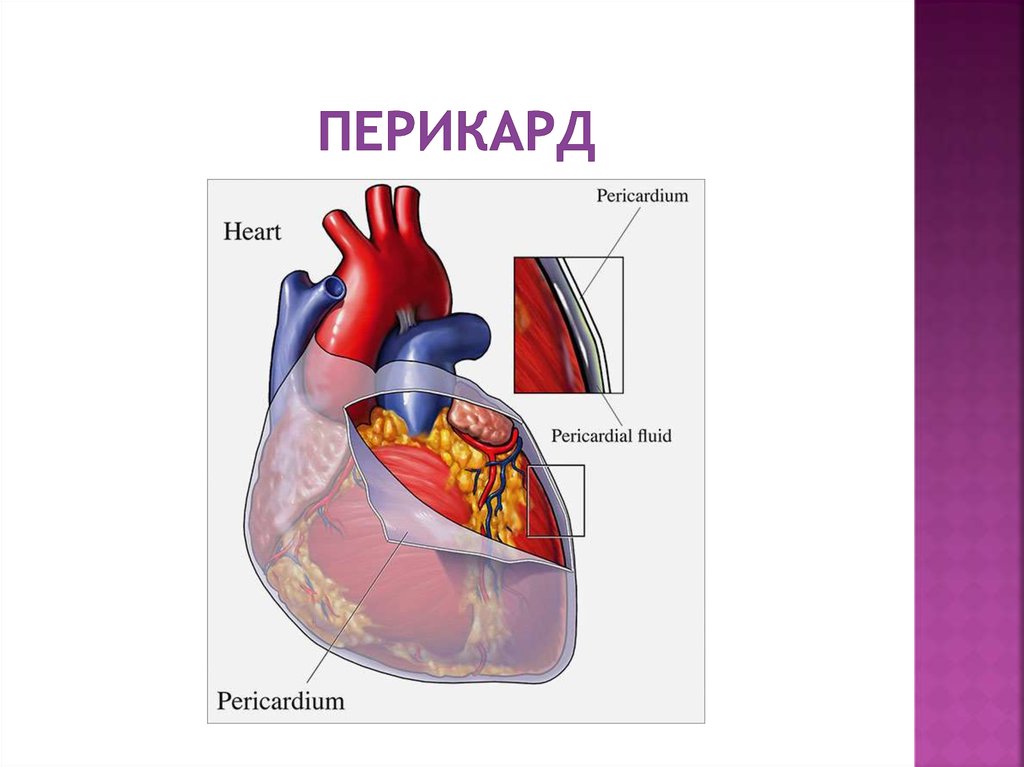 Сердце окружено околосердечной сумкой. Синусы перикарда анатомия. Перикард топографическая анатомия. Строение и листки перикарда:. Строение околосердечной сумки.