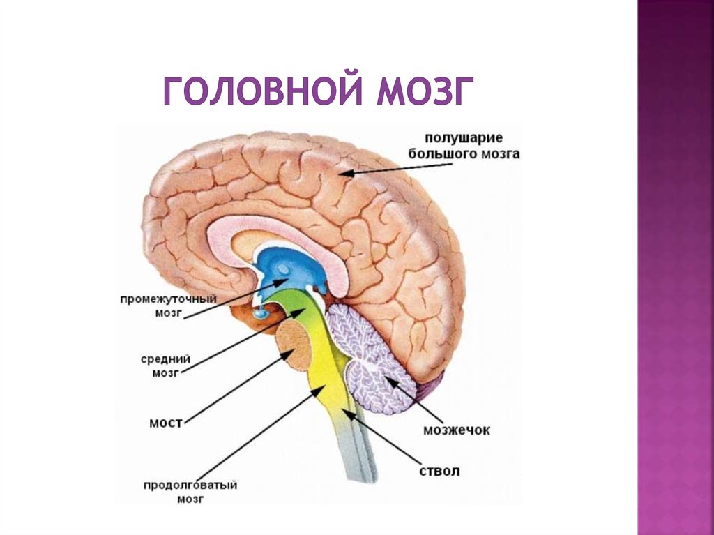 Структура головного мозга включает