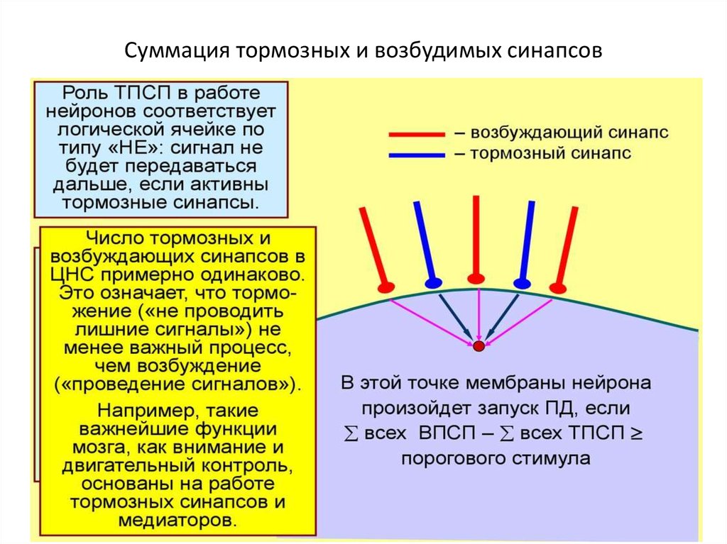 Суммация в атмосферном воздухе. Суммация возбуждающих и тормозных сигналов. Суммация тормозных процессов. Тормозные синапсы и их медиаторы ионные механизмы ТПСП. Суммация возбуждений торможения.