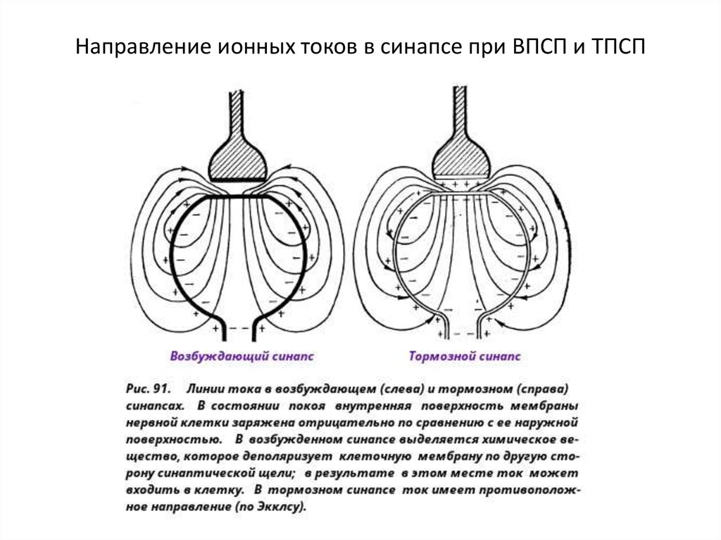 Возбуждающие и тормозные синапсы. Тормозной синапс строение. Схема тормозного синапса. Ионный синапс. Электрический и химический синапс отличия.