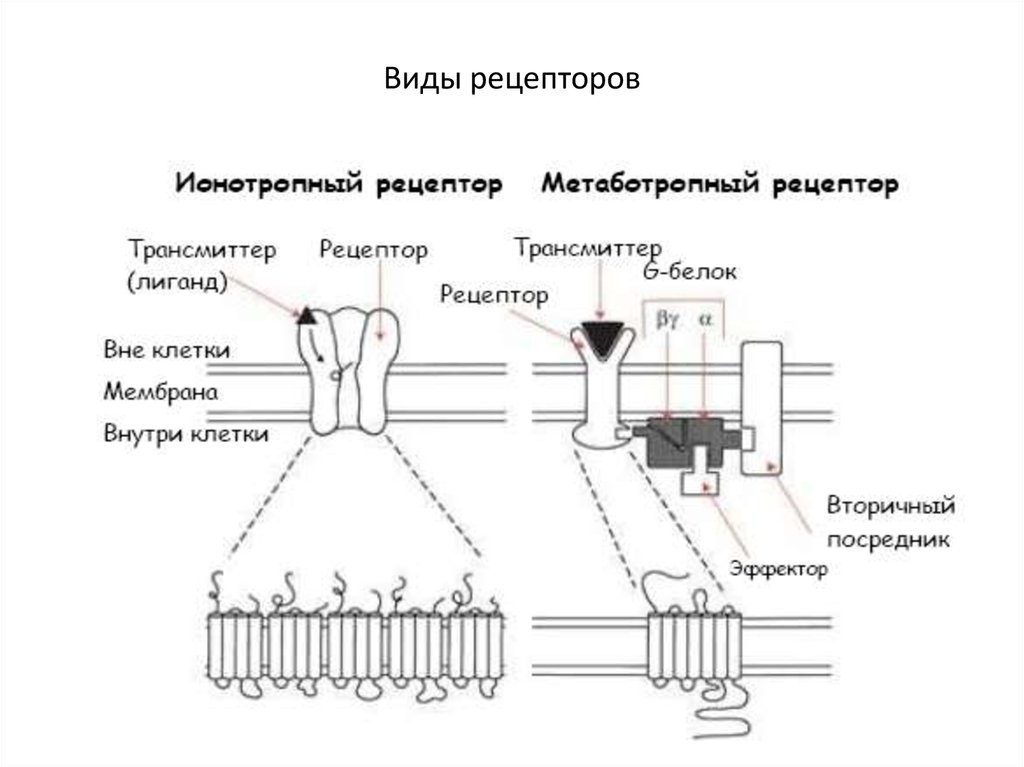 Опишите общую схему энергетического обеспечения мышечного сокращения