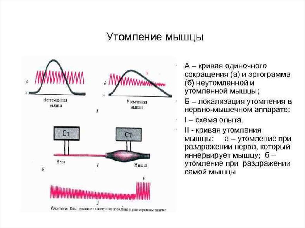 Режим одиночной. Утомление скелетной мышцы физиология. Кривая утомления в нервно-мышечном препарате. Утомление мышц физиология схема. Локализация утомления в нервно-мышечном синапсе.