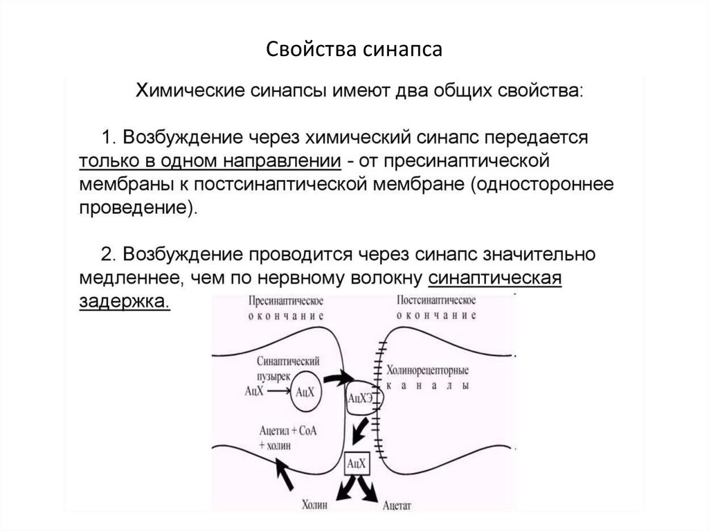 Причины возбуждения. Возбуждение через синапсы передается. Проведение возбуждения через синапс. Возбуждение нейрона в синапсе. Направление возбуждения в химическом синапсе.