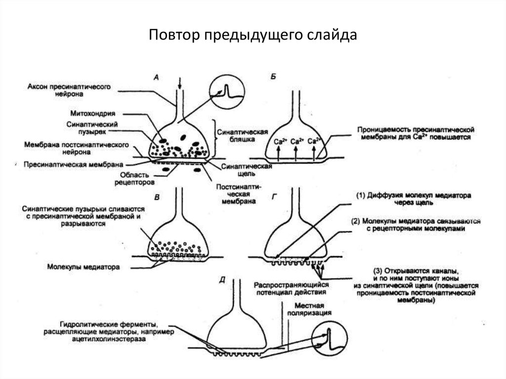 Опишите общую схему энергетического обеспечения мышечного сокращения