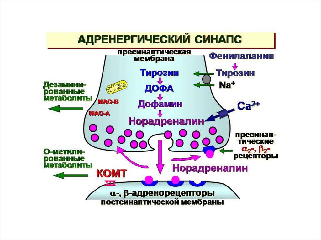 Холинергический синапс схема