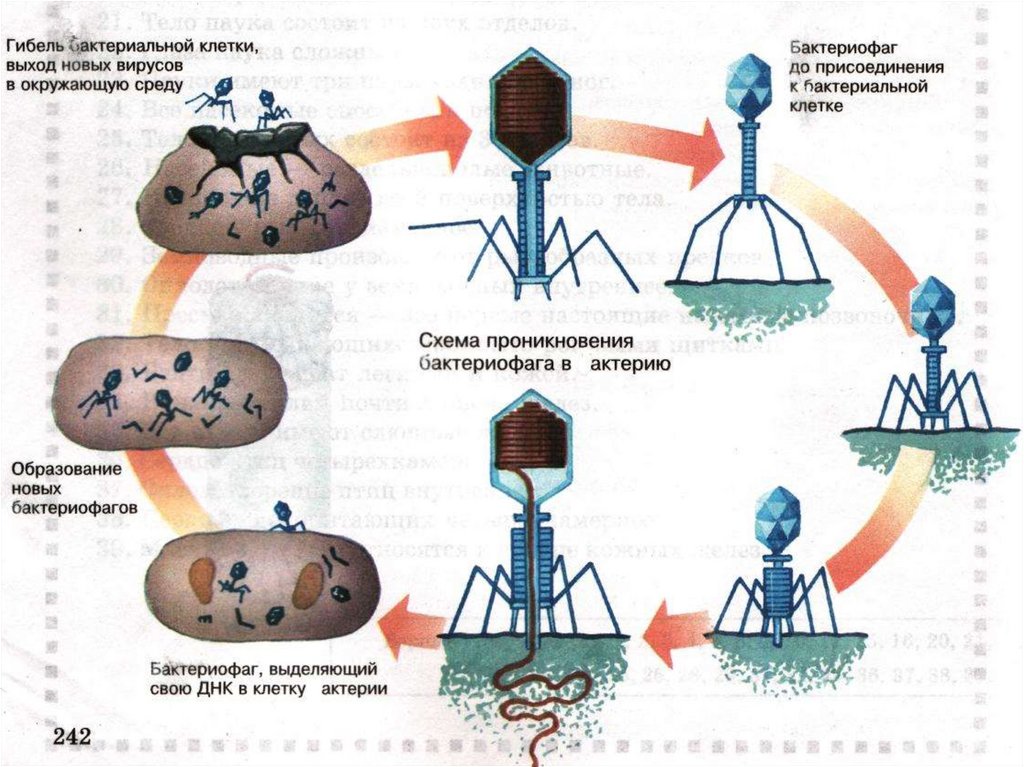 Цикл бактерии. Жизненный цикл бактериофага схема. Схема развития бактериофага в бактериальной клетке. Схема вируса бактериофага. Цикл развития бактериофага схема.