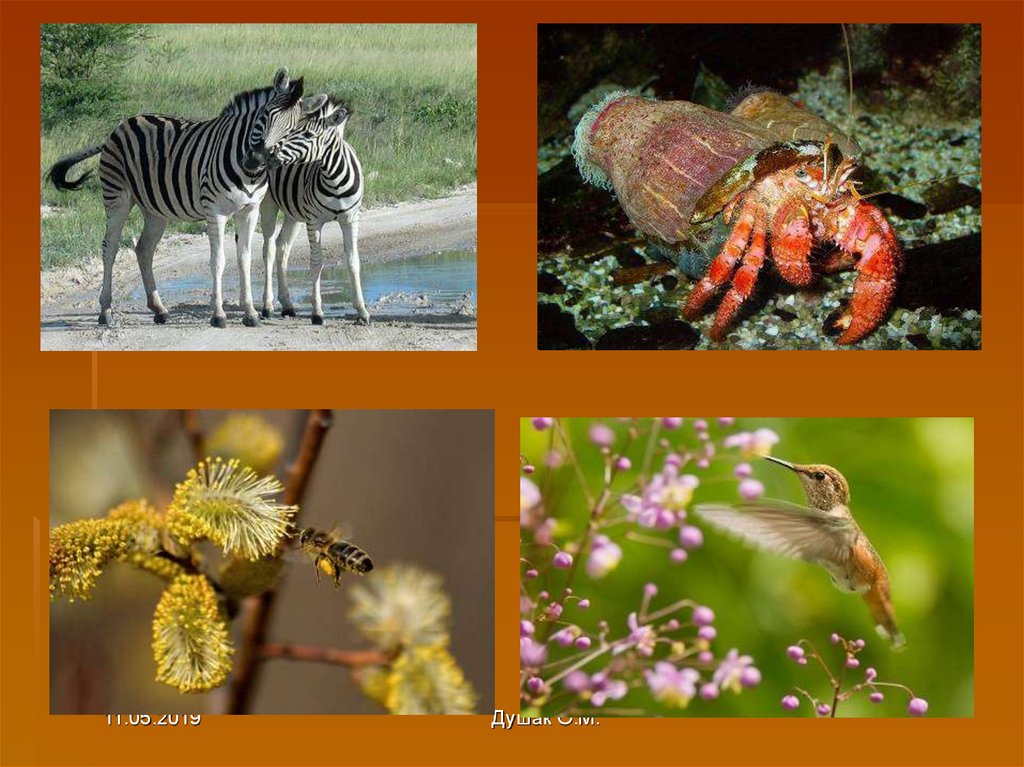 Биология животные. Редкие живые организмы в природе. Разнообразие живых организмов. Загадочные животные по биологии.